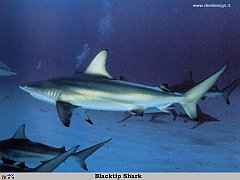 GCSR041-Blacktip_Shark copia